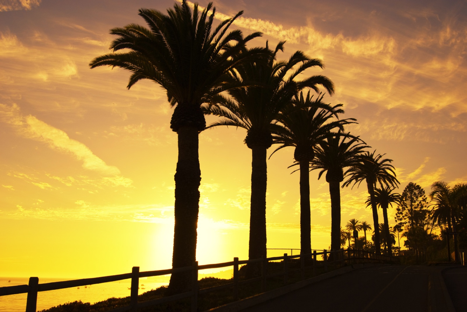 Palmeras al atardecer en la costa